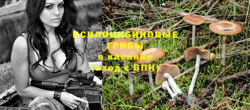 Псилоцибиновые грибы Psilocybe Асбест